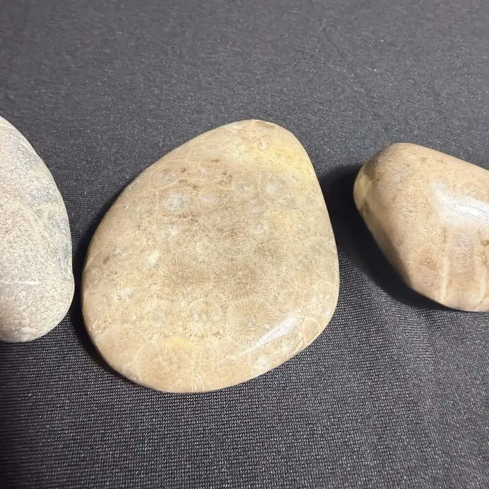 Lot of 3 fossils